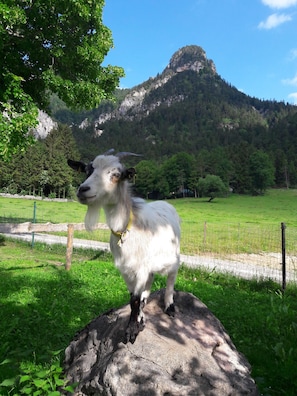 Une chèvre se tient sur un rocher, dans un champ herbeux, avec une montagne en arrière-plan.