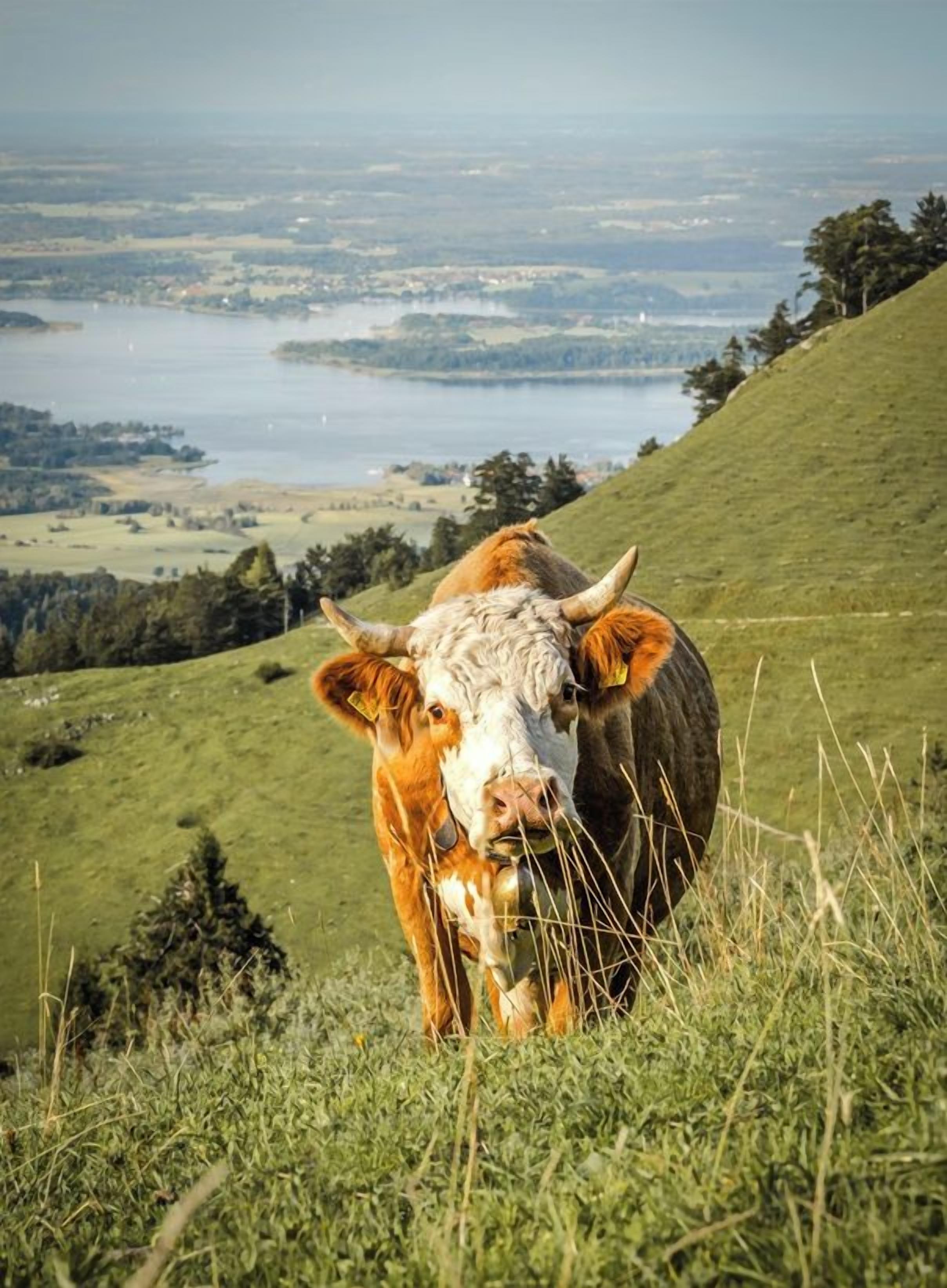A cow on a grassy hill with a view of a lake and distant land.