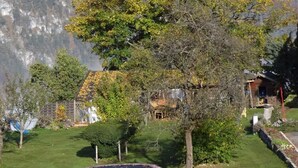 A grassy yard with a trampoline, a tree, and a house in the background. - Apartment 2 Comfort for 1-4 pers. (Marktschellenberg)