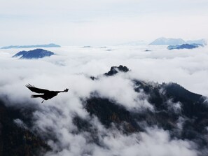 Ein Vogel fliegt über einer Berglandschaft, darunter Wolken.