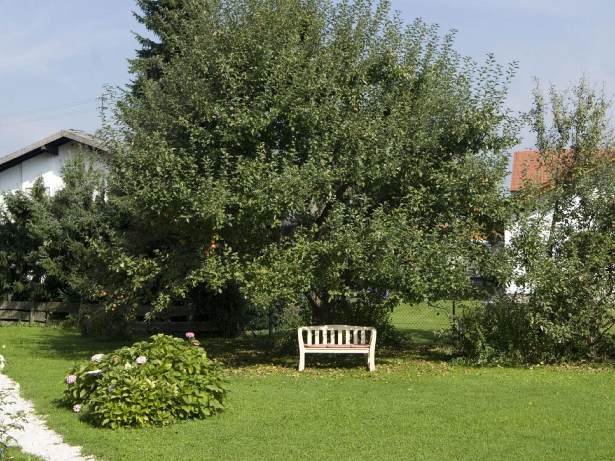 Un espacio cubierto de césped con un banco blanco y un árbol grande.