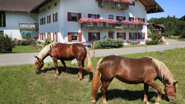 Un edificio de dos pisos con un balcón decorado con flores, un césped cuidado y dos caballos pastando.