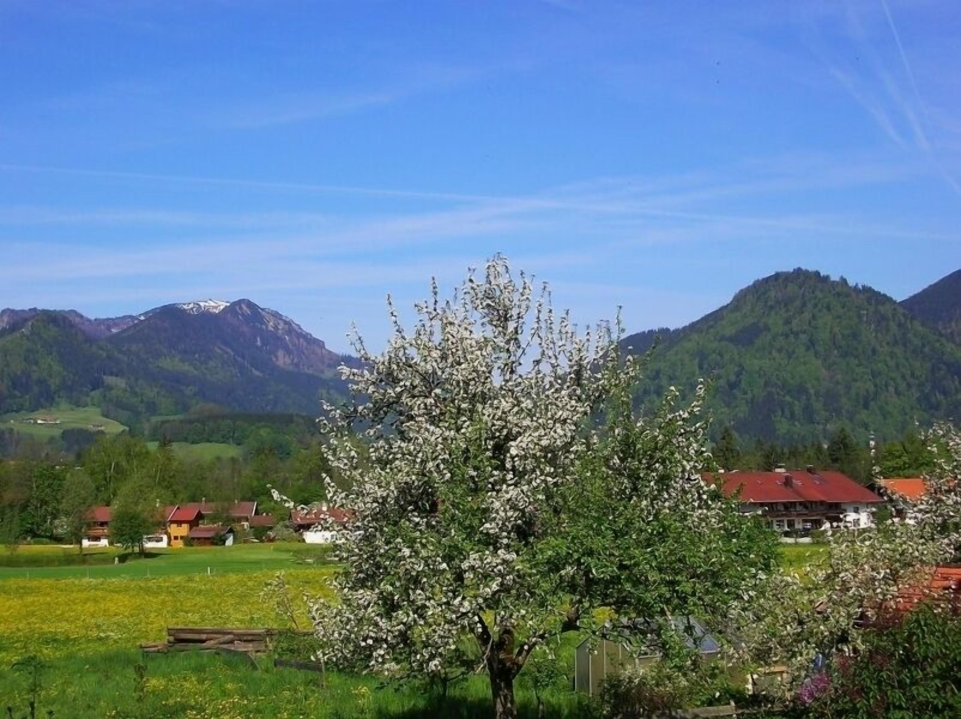 A rural landscape with a blooming tree, houses, and mountains in the background.