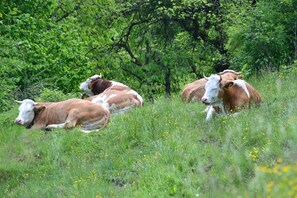 المنطقة المحيطة بالمنشأة