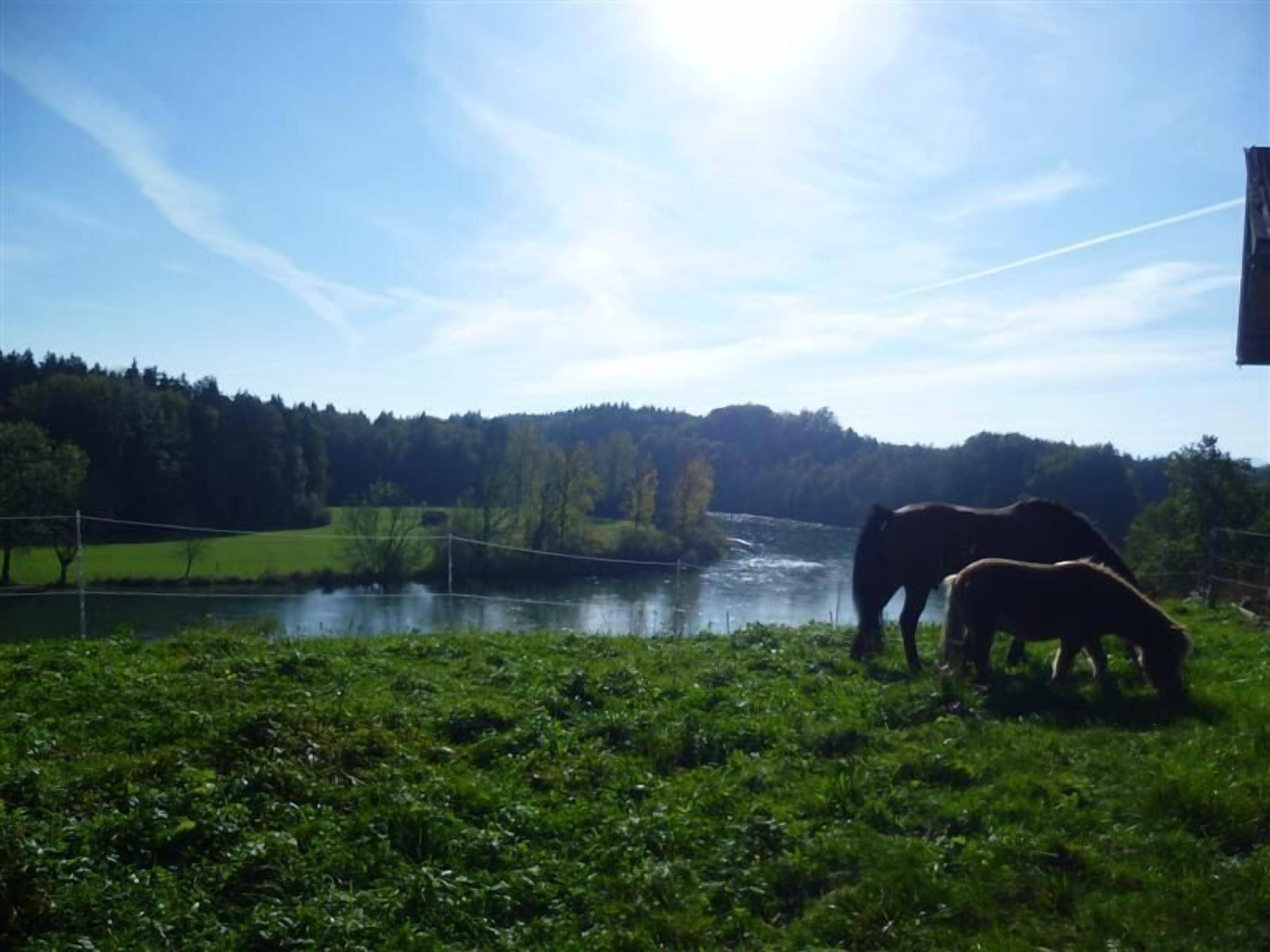 A river with horses grazing nearby.