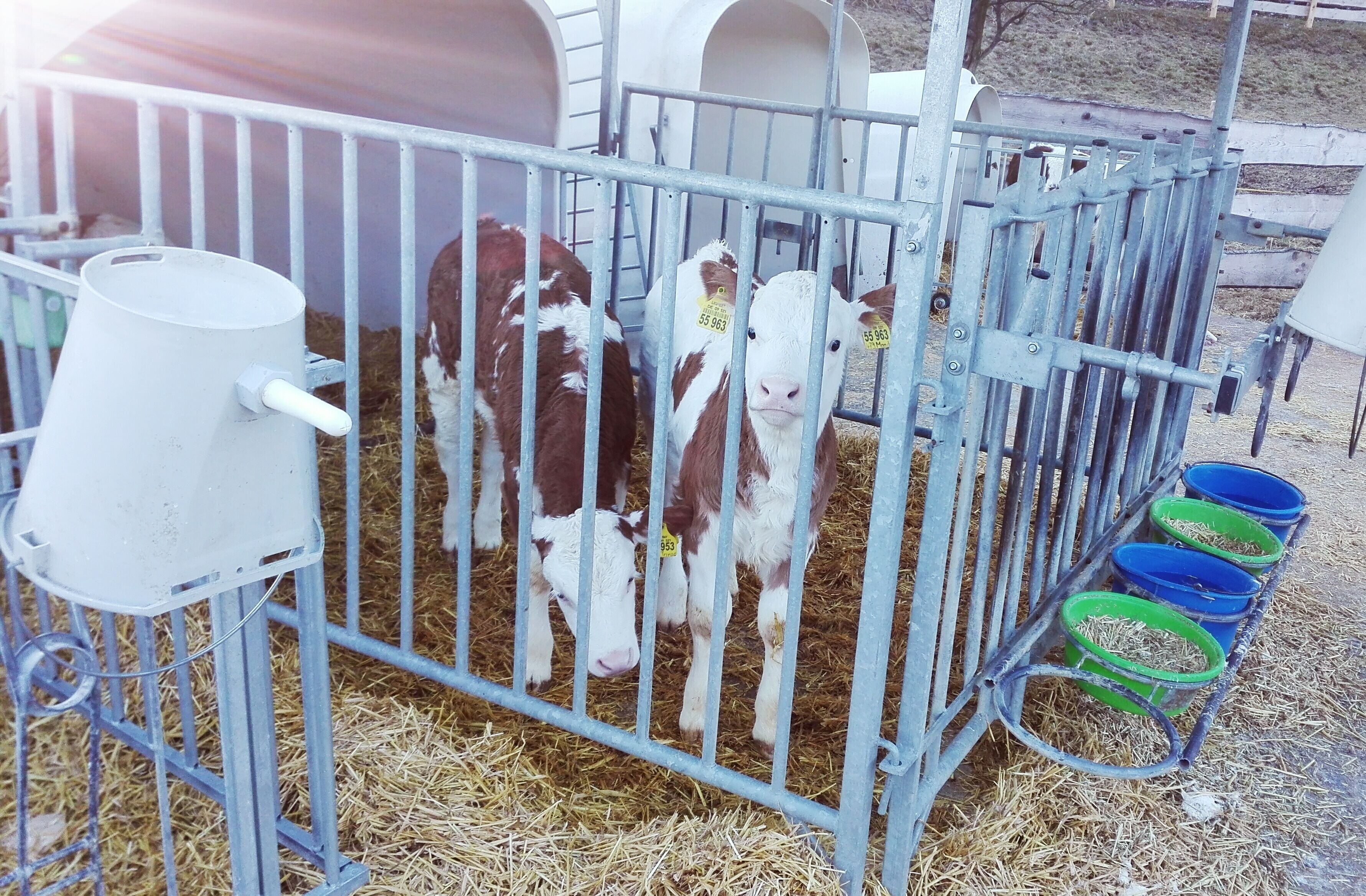 Una penna metallica con una mucca che mangia fieno, un mangiatoia bianco e ciotole verdi.