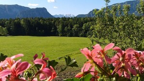 Une prairie avec une chaîne de montagnes en arrière-plan, un ciel dégagé et des fleurs roses en pleine floraison au premier plan.