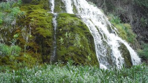 Een waterval stort neer over een met mos begroeide rots, omringd door dicht bos.