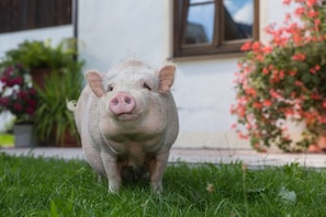 Overnatningsstedets område