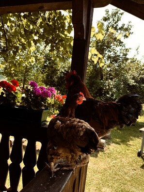 Property grounds - Well-equipped vacation apartment for 1-3 people with an unobstructed view of nature (Bad Reichenhall)