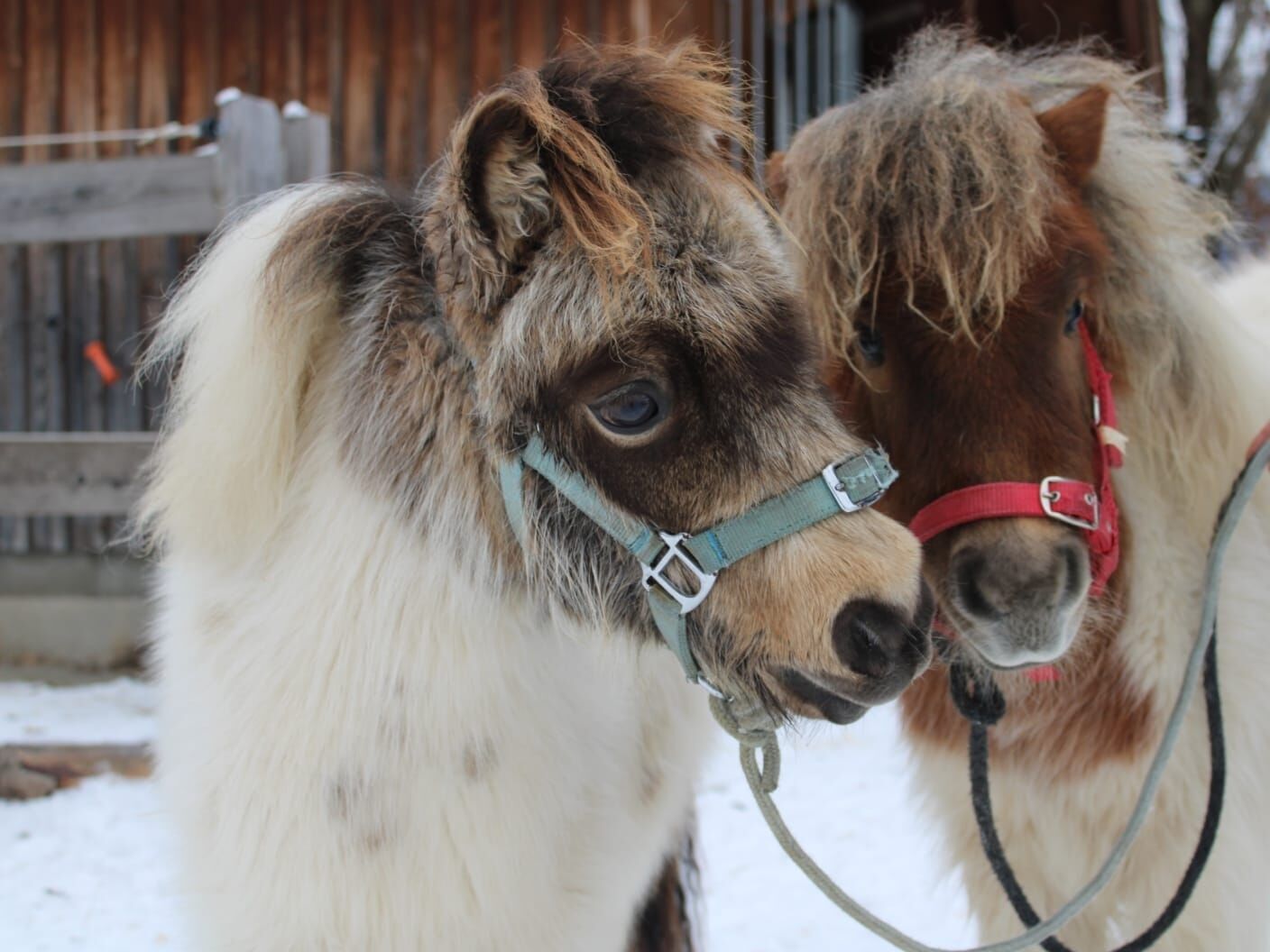 Dues petites ponies amb arnes en un estable.