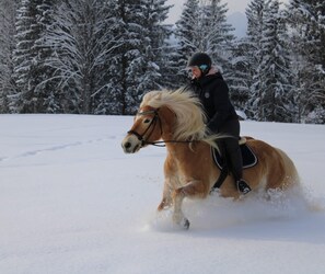 Eine Person reitet ein Pferd durch eine verschneite Landschaft mit Bäumen im Hintergrund.
