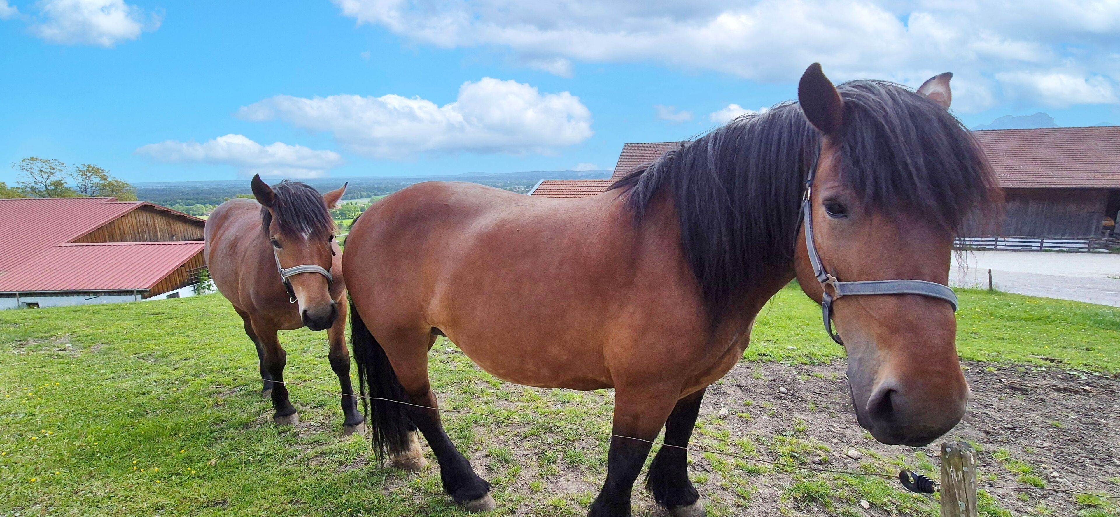 Twee paarden in een grasveld, met een schuur en een gebouw met een rood dak op de achtergrond.