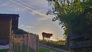 Une clôture en bois, une vache et un bâtiment dans un cadre rural.