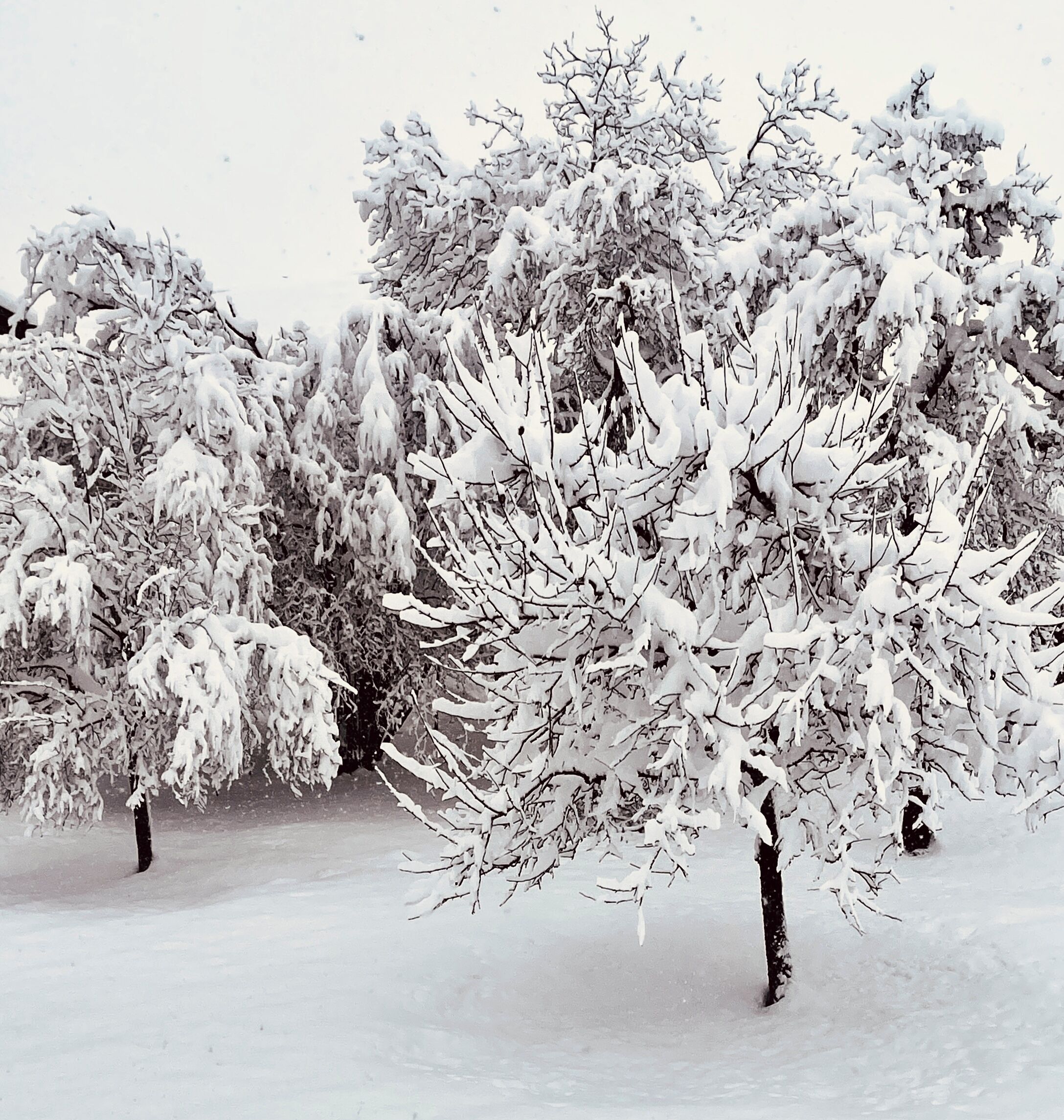 A snow-covered landscape with trees and a clear sky.