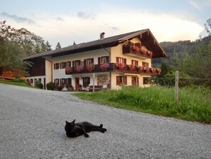 A two-story building with a balcony adorned with flowers, a gravel driveway, and a black cat lying on the ground.