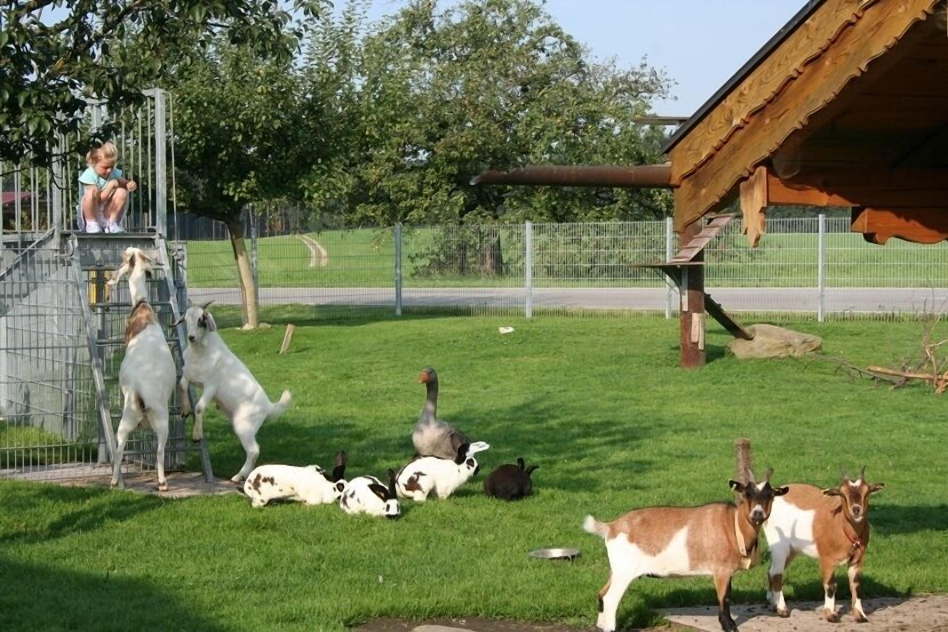 A fenced outdoor area with a wooden structure, a metal gate, and a grassy field.