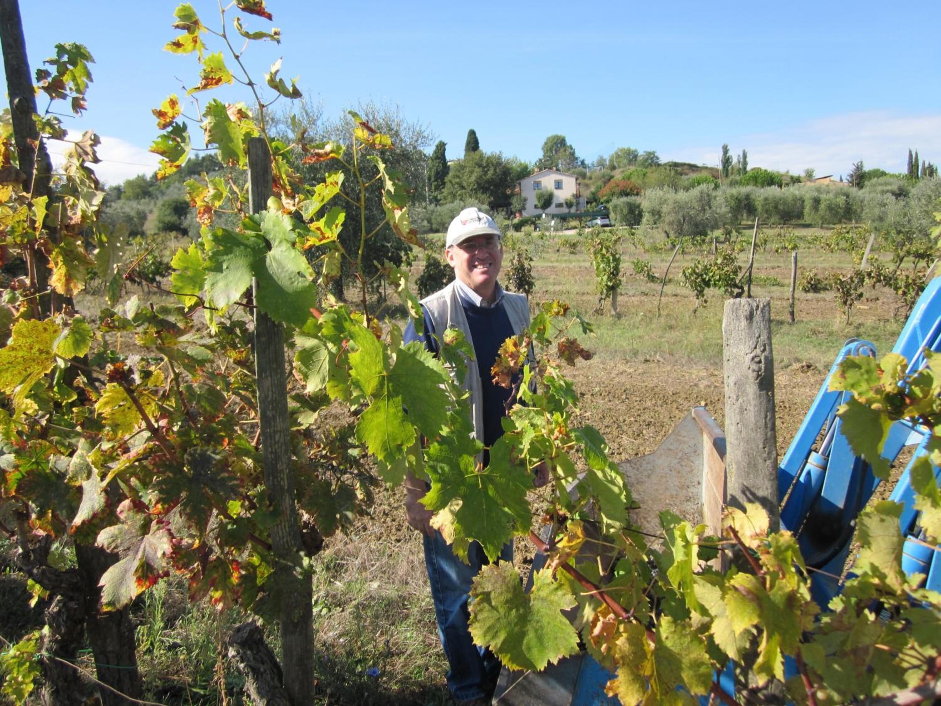 Ein Weinberg mit Reihen von Weinreben und einer blauen landwirtschaftlichen Maschine.