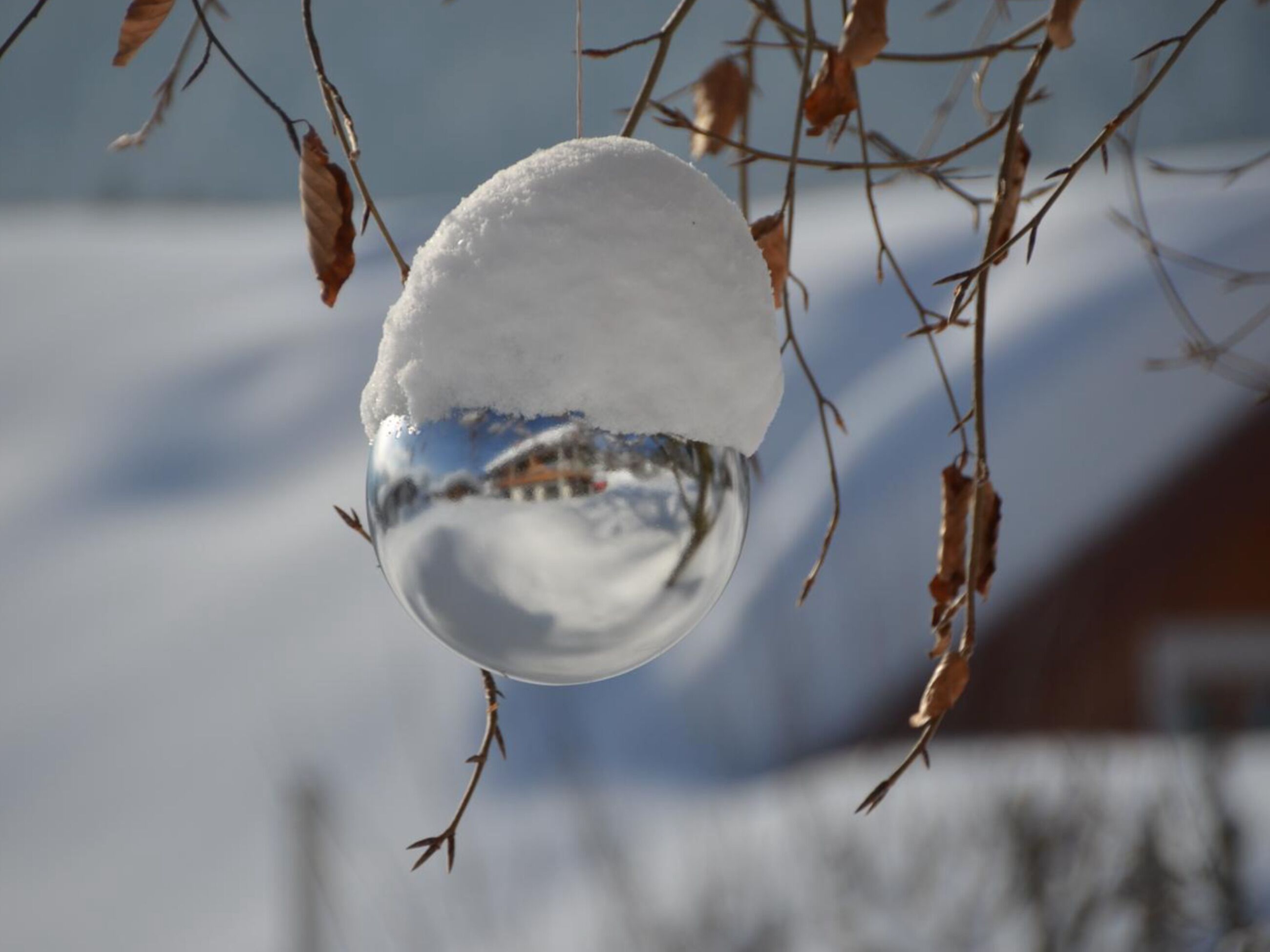 A snow-covered ornament hanging from a bare branch.