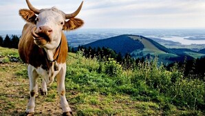 Una vaca de pie en una colina cubierta de hierba, con una vista panorámica de un valle y montañas al fondo.