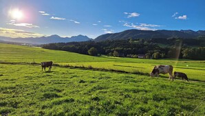 Un champ verdoyant où paissent des vaches, un ciel dégagé et des montagnes en arrière-plan.