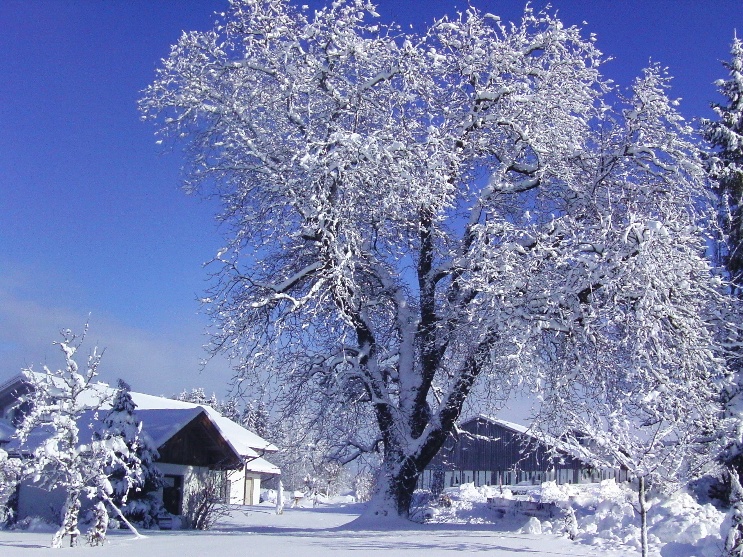Paesaggio innevato con un grande albero e un edificio dalla copertura innevata.