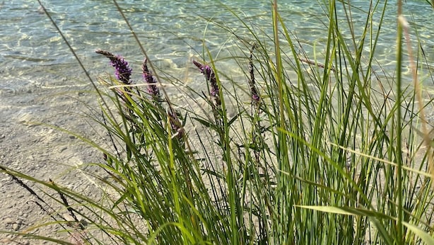 Un lac aux eaux limpides, avec une montagne boisée en arrière-plan.