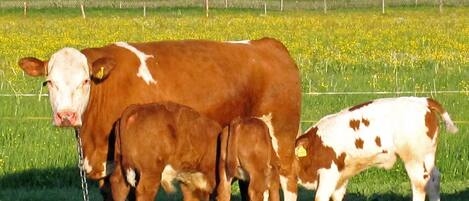 A cow with a calf and a baby calf in a grassy field.