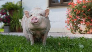Ein Schwein steht auf Gras vor einem Gebäude mit einem Fenster und Blumentöpfen.