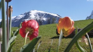 A mountain with snow-capped peaks in the background, surrounded by green grass and tulips in the foreground. - Morgensonne one-room app. 28sqm, shower/WC, kitchenette, balcony (Reit im Winkl)