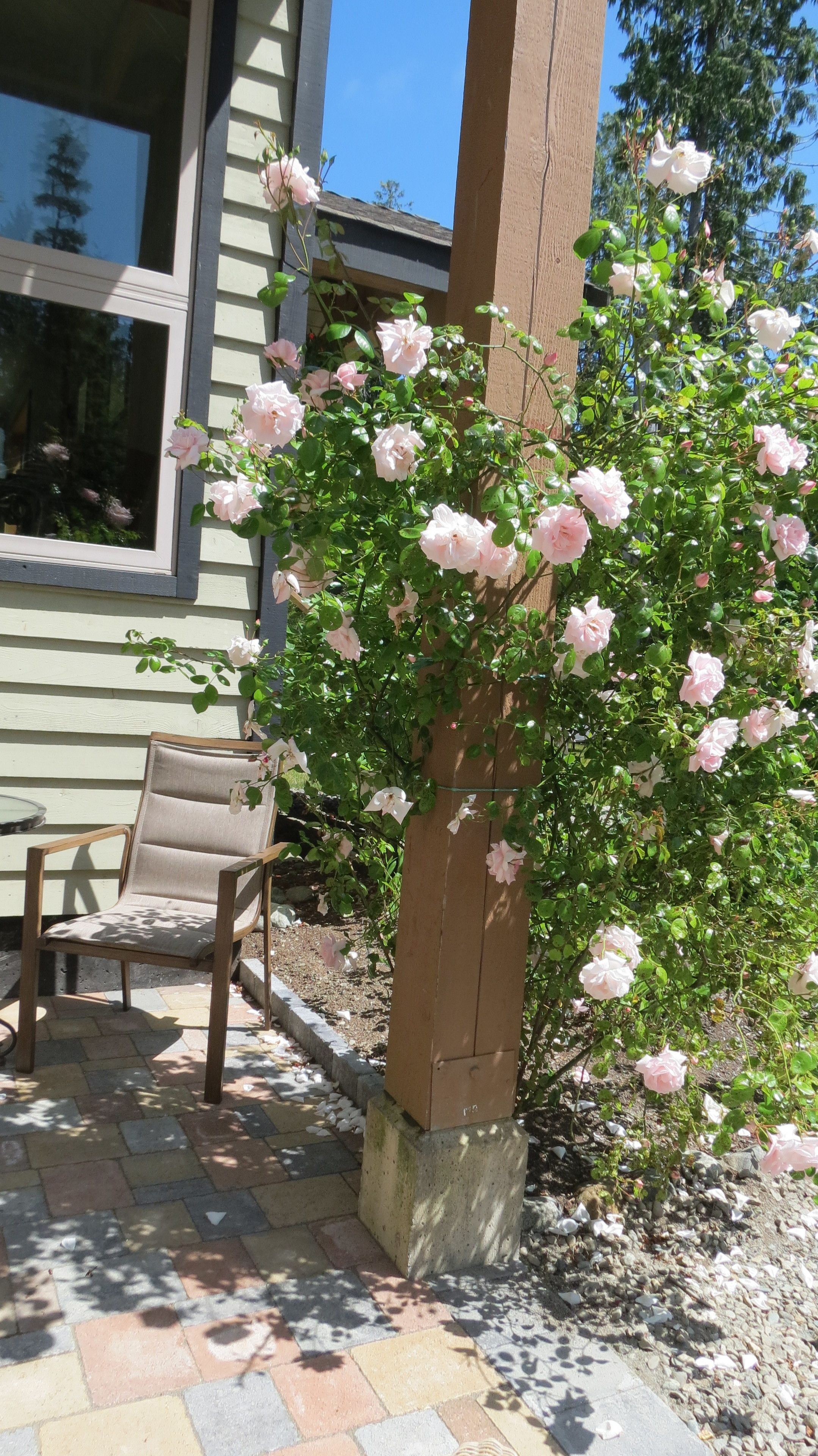 Ein Rosenbusch mit rosafarbenen Blüten vor einem Haus.