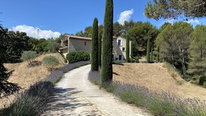 A gravel path leading to a house surrounded by tall cypress trees and lavender bushes.