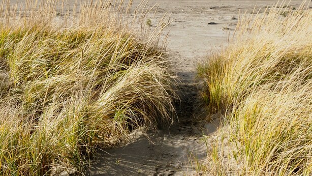 En stig som går längs stranden, med högt gräs på sidorna, och som leder ner till havet.