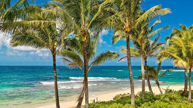 A beach with palm trees and clear blue water. - Adorable Studio, sleeps 3 - Totally renovated in 2018 (Princeville)