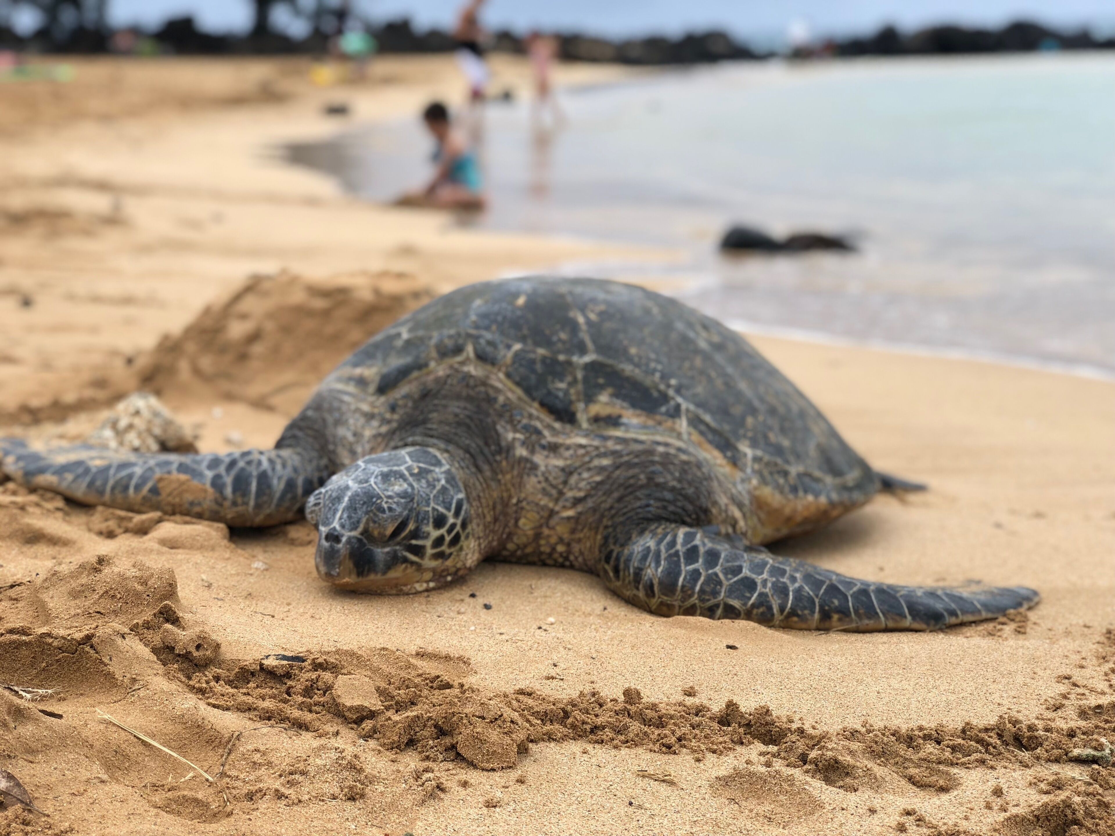 Una tortuga marina en una playa arenosa, con una vista despejada del océano al fondo.