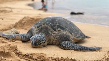 Beach nearby, sun loungers, beach towels