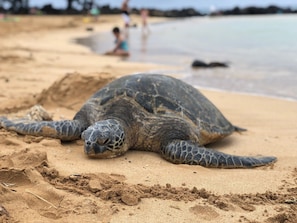 In Strandnähe, Liegestühle, Strandtücher