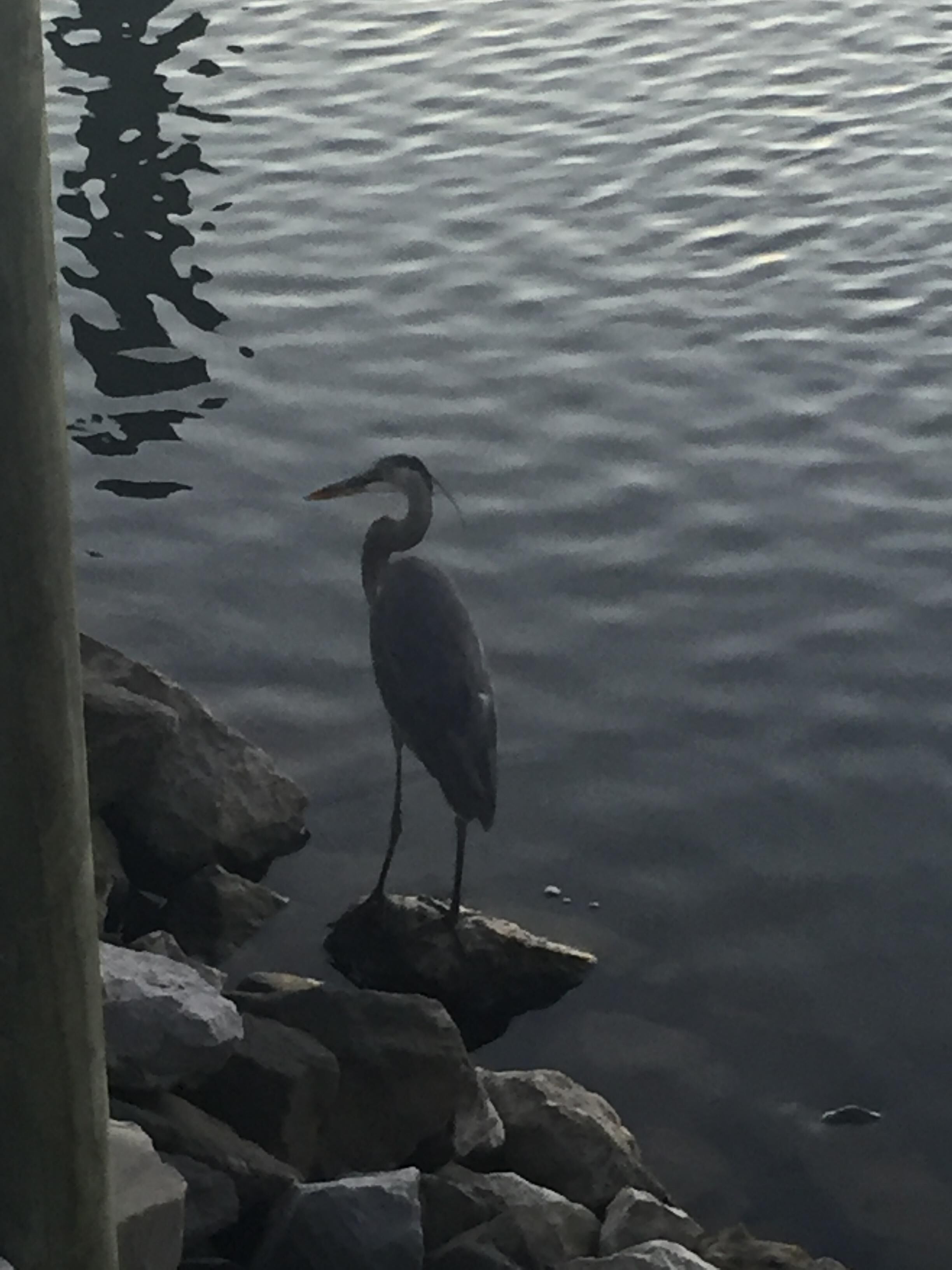 A bird standing on rocks by a body of water.
