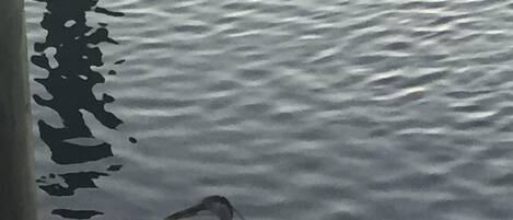 A bird standing on rocks by a body of water.