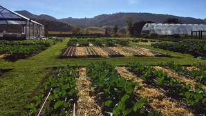 Uma estufa agrícola com fileiras de plantações e céu claro.