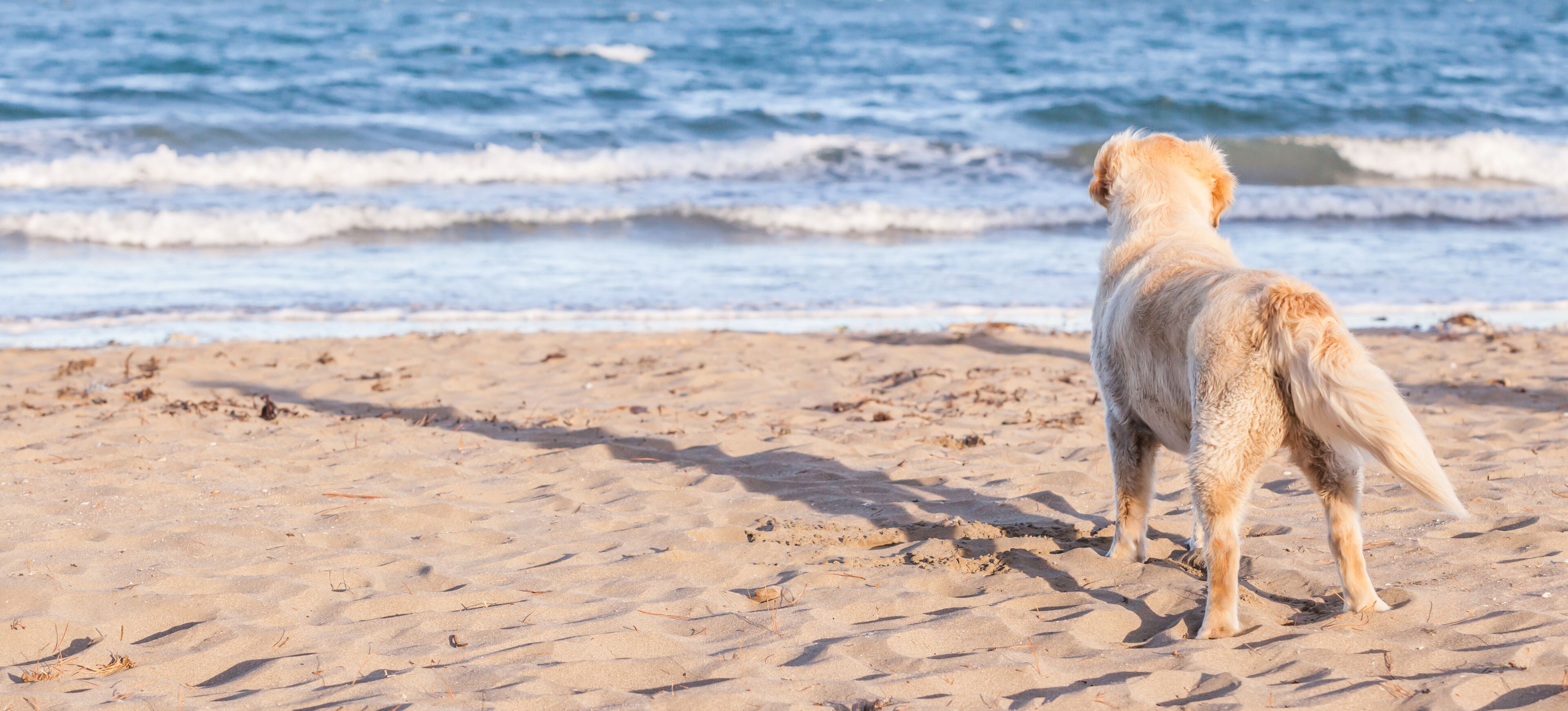 A dog standing on a sandy beach with waves in the background.