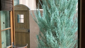 Een open deur die leidt naar een patio met een houten deur, een metalen stoel, een grote naaldboom en een potplant.
