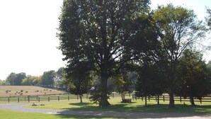 Un parque con un árbol grande, una cerca y una zona cubierta de césped.