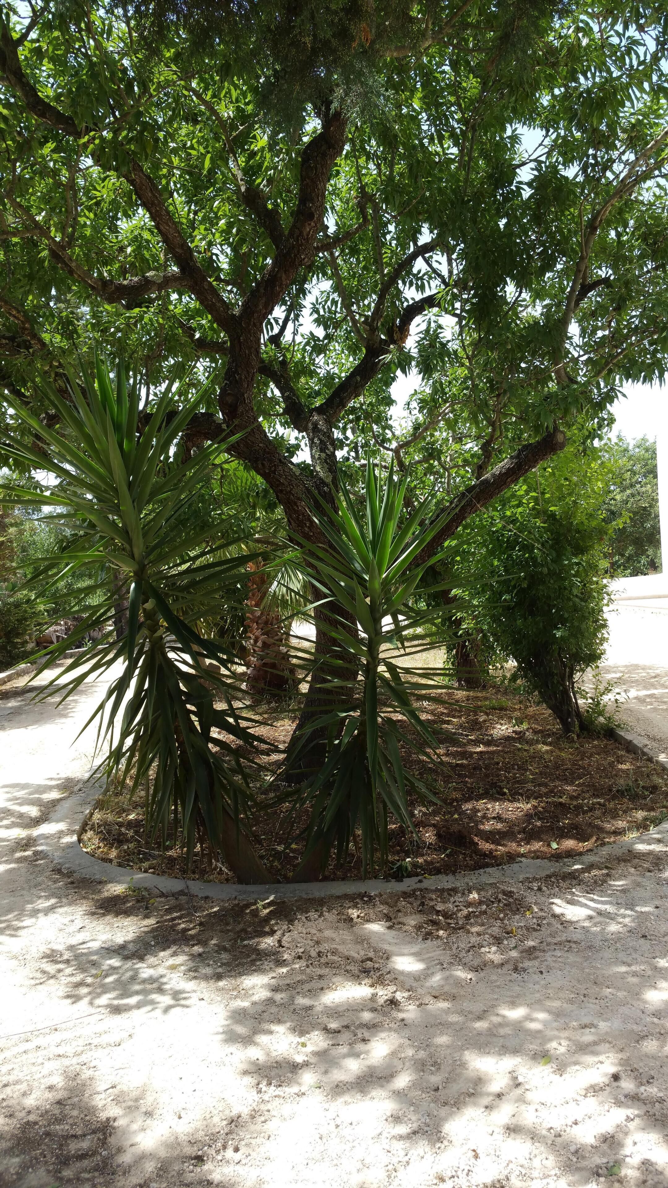 A tree-lined pathway with a dirt path and a concrete edge.