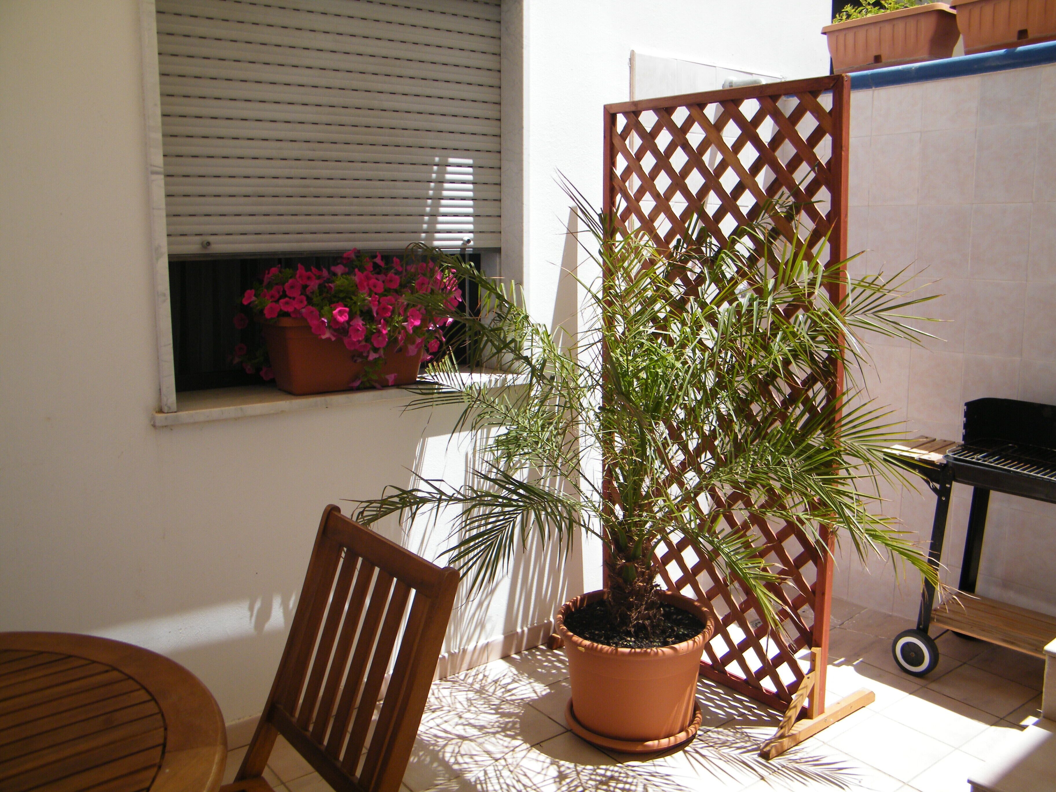 Un patio con una silla de madera, una planta en maceta y una ventana con persianas.