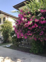 Un edificio con balcón, rodeado de exuberante vegetación y coloridas flores de buganvilla.