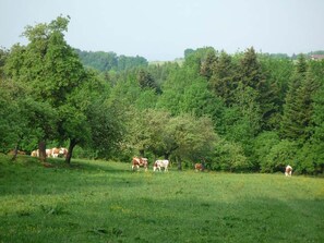 Terrain de l’hébergement 