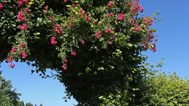 Uma entrada fechada com cerca de metal, caminho pavimentado e um conjunto de arbustos verdes com flores cor-de-rosa.