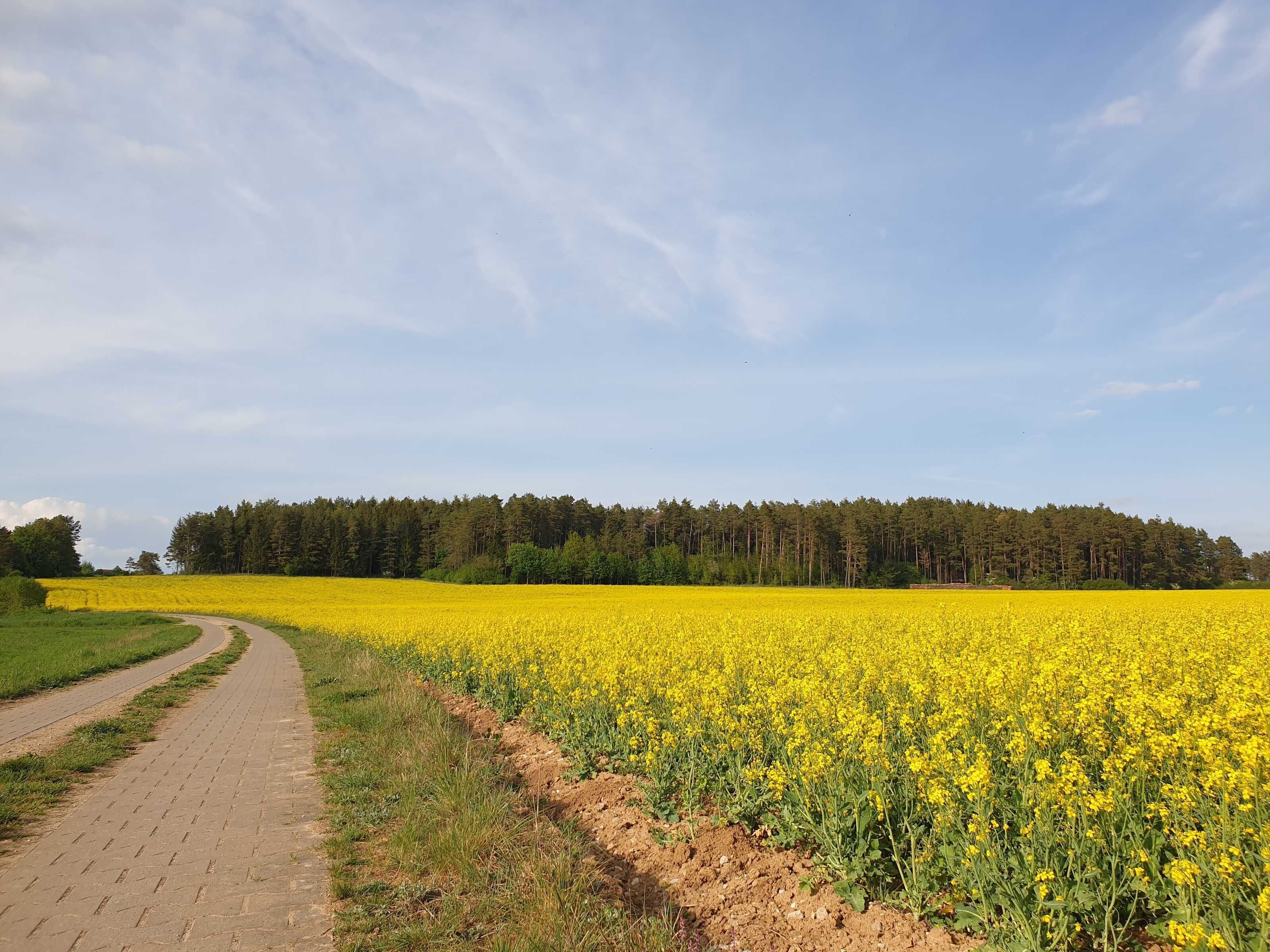 Een landelijk landschap met een bloemenveld in het geel, een verhard pad en een bos op de achtergrond.