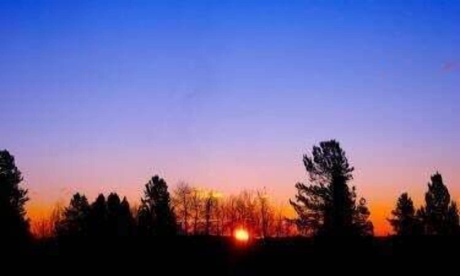A sunset with silhouettes of trees against a clear sky.